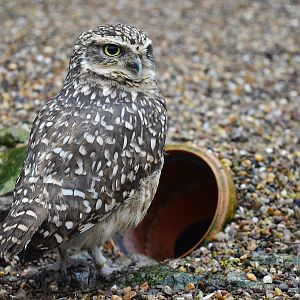 Burrowing owl