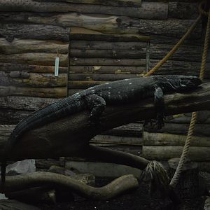 White-throated monitor lizard