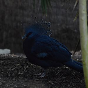 Victoria crowned pigeon