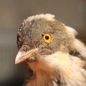 Golden bowerbird - Prionodura newtoniana