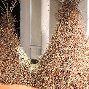 Bower Golden bowerbird