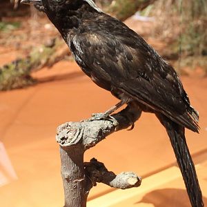 Archbolds bowerbird - Archboldia papuensis