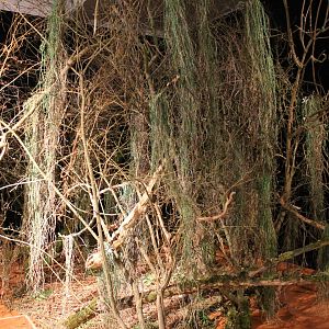 Tree decorated by Archbolds bowerbird
