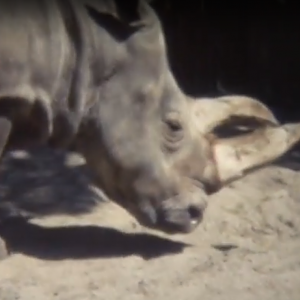 Northern white rhino 1960-ties -1970-ties