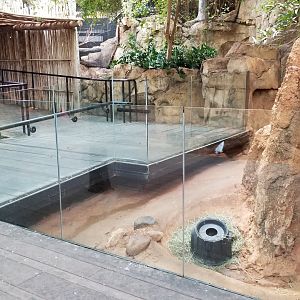 Dec. 2017 - African Journey - Meerkat Exhibit