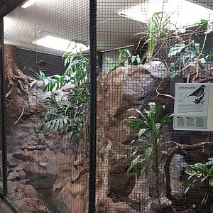 Aviary Chestnut-backed ground-thrush