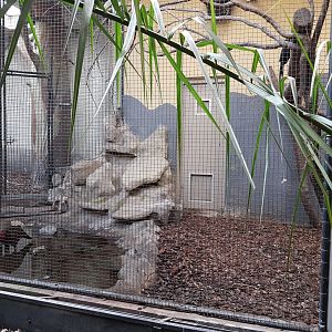 Hornbill - Tragopan indoor-aviary