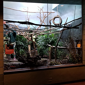 Dec. 2017 - Primate House - Crowned Lemur Exhibit