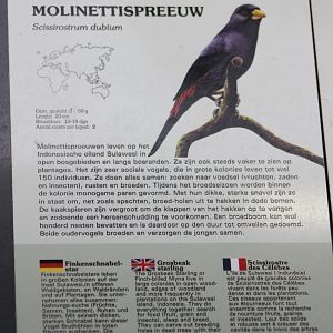 Sign Grosbeak starling