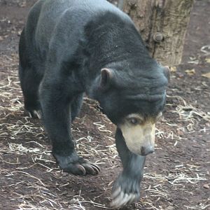 Sun bear