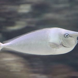 Spotted unicornfish - Naso brevirostris