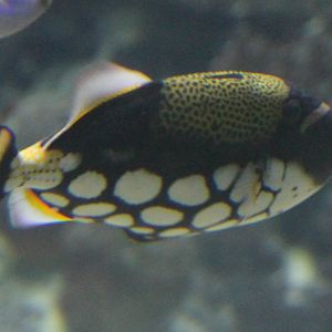 Clown triggerfish