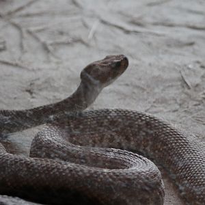 Red diamondback rattlesnake
