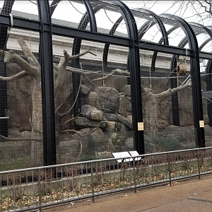 Dec. 2017 - Primate House - White-cheeked Gibbon Exhibit