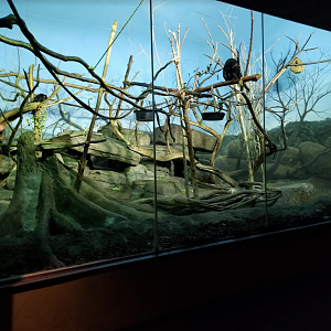 Dec. 2017 - Primate House - Black Howler Monkey + Goeldi's Monkey Exhibit