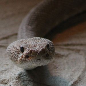 Red diamondback rattlesnake