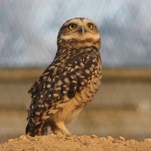 Burrowing owl