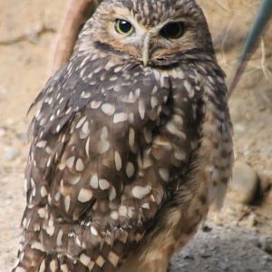 Burrowing owl