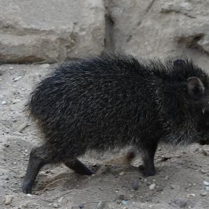 Collared pecari piglet