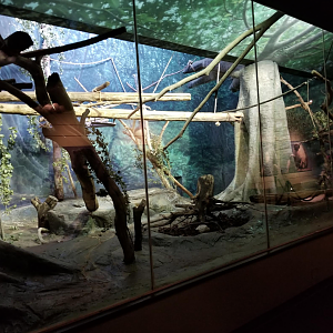 Dec. 2017 - Primate House - DeBrazza's Monkey Exhibit