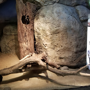 Dec. 2017 - Small Mammal-Reptile House - Fennec Fox Exhibit