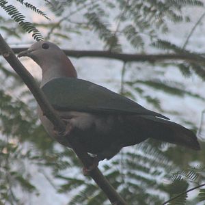 Green imperial pigeon