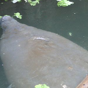 Manatee