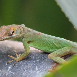 Guadeloupean anole