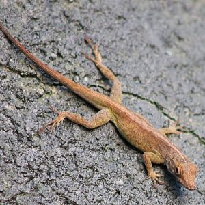 Anole ID