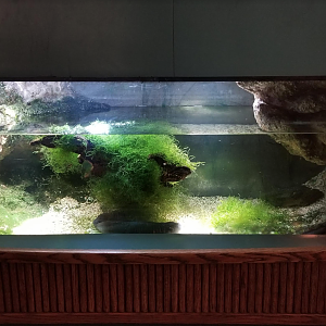 Dec. 2017 - Small Mammal-Reptile House - Axolotl Tank