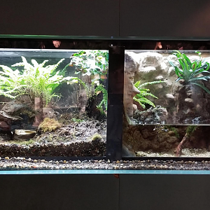 Dec. 2017 - Small Mammal-Reptile House - Emperor Newt + Fire-bellied Toad Tank