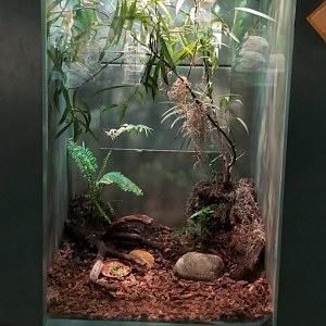 Dec. 2017 - Small Mammal-Reptile House - Standing's Day Gecko + Spider Tortoise Exhibit