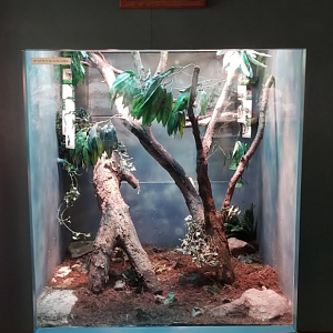 Dec. 2017 - Small Mammal-Reptile House - Prehensile-tailed Skink + Solomon Island Leaf Frog Exhibit