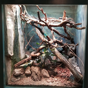 Dec. 2017 - Small Mammal-Reptile House - Black Tree Monitor Exhibit