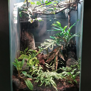 Dec. 2017 - Small Mammal-Reptile House - Green Tree Python Exhibit