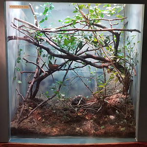 Dec. 2017 - Small Mammal-Reptile House - Meller's Chameleon Exhibit