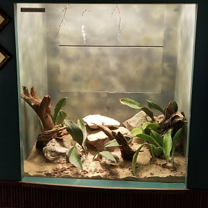 Dec. 2017 - Small Mammal-Reptile House - Mexican Lancehead Rattlesnake Exhibit