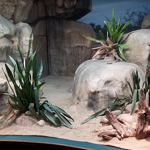 Dec. 2017 - Small Mammal-Reptile House - Aruba Island Rattlesnake Exhibit