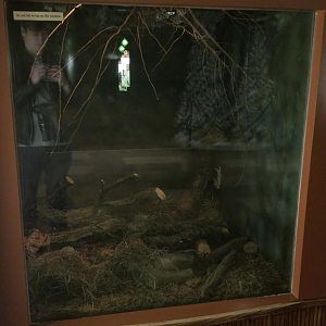 Dec. 2017 - Small Mammal-Reptile House - Lesser Madagascar Hedgehog Tenrec Exhibit