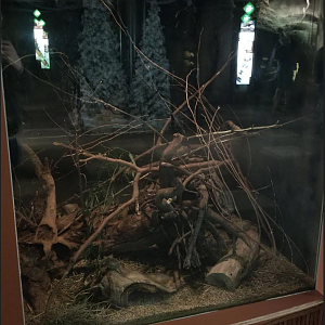 Dec. 2017 - Small Mammal-Reptile House - Cactus Mouse Exhibit