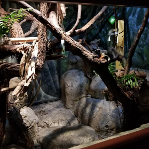 Dec. 2017 - Small Mammal-Reptile House - Prevost's Squirrel Exhibit