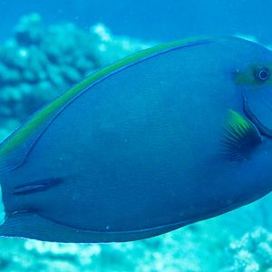 Finelined Surgeonfish (Acanthurus grammoptilus)