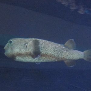 large pufferfish