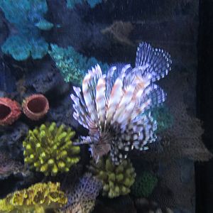 lionfish