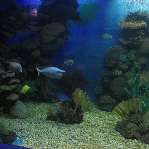 unicornfish  in salt water tank