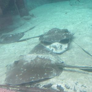 whiptail stingrays