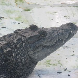 morelet´s crocodile