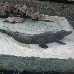 morelet´s crocodile