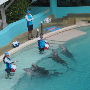 bottlenose dolphin training