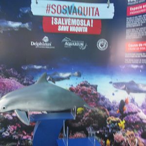 vaquita model exhibit